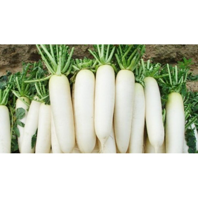 Hạt Giống Củ Cải Trắng 55 Ngày