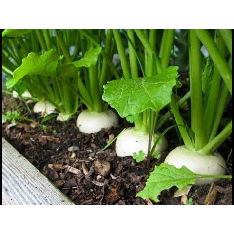 Hạt Giống Củ Cải Trắng 55 Ngày