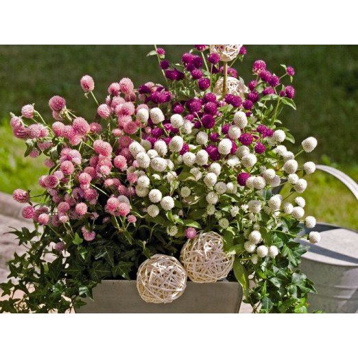 Hạt Giống Hoa Cúc Nút Áo Mix 500Mg