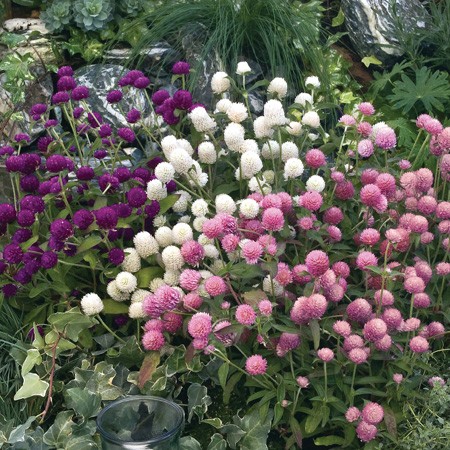 Hạt Giống Hoa Cúc Nút Áo Mix 500Mg