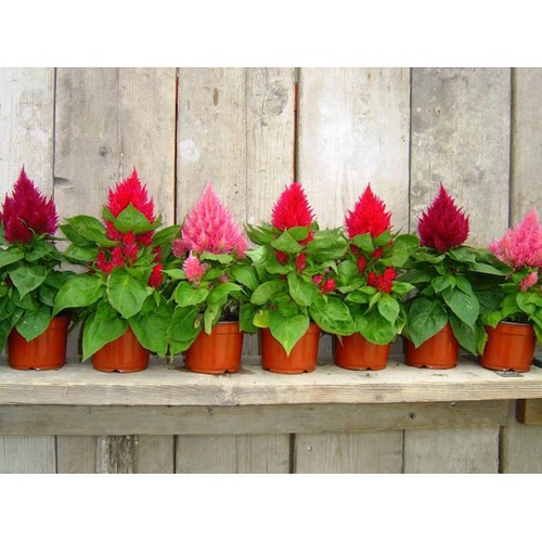 Hạt Giống Hoa Mào Gà Lửa Kimono Mix 20 Hạt