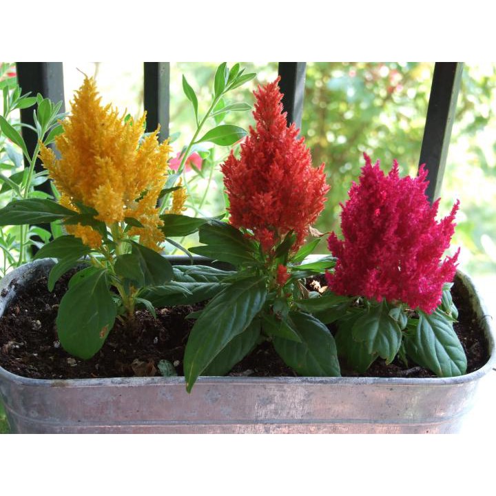 Hạt Giống Hoa Mào Gà Lửa Kimono Mix 20 Hạt