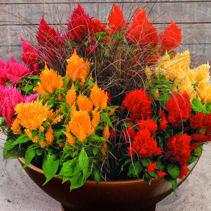 Hạt Giống Hoa Mào Gà Lửa Kimono Mix 20 Hạt