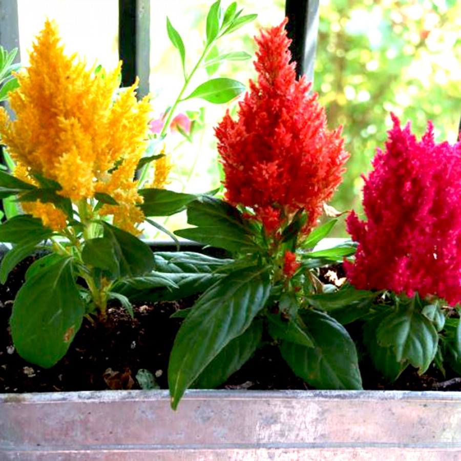 Hạt Giống Hoa Mào Gà Lửa Kimono Mix 20 Hạt