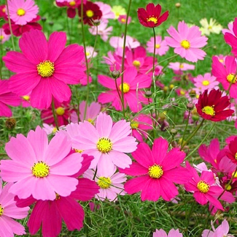 Hạt Giống Hoa Sao Nhái Đơn Mix 10H