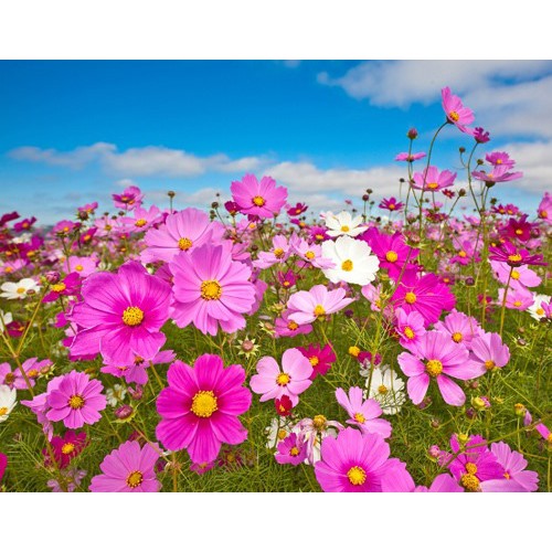 Hạt Giống Hoa Sao Nhái Đơn Mix 10H