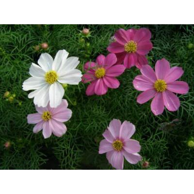 Hạt Giống Hoa Sao Nhái Đơn Mix 10H