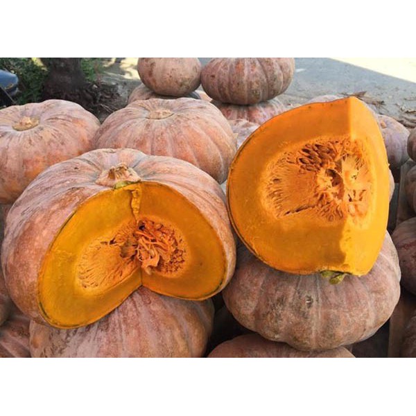 Hạt Giống Bí Đỏ F1, Bí Sáp (Trái Tròn) 2G