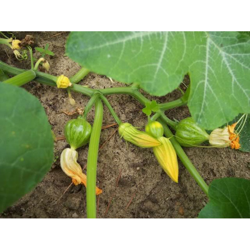 Hạt Giống Bí Đỏ F1, Bí Sáp (Trái Tròn) 2G