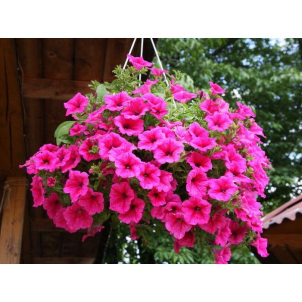 Hạt Giống Hoa Dạ Yên Thảo F1 Trơn Hồng 15H