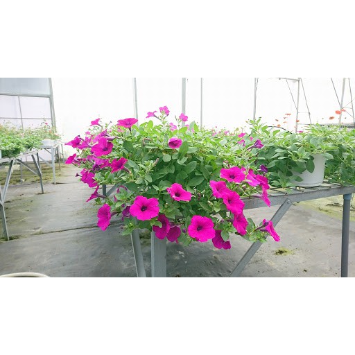 Hạt Giống Hoa Dạ Yên Thảo F1 Trơn Hồng 15H