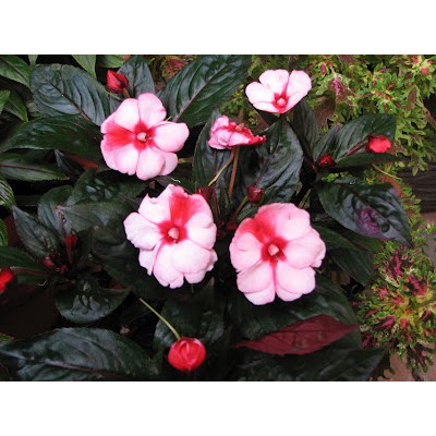 Hạt Giống Hoa Mai Địa Thảo Cherry 10H