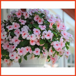 Hạt Giống Hoa Mai Địa Thảo Cherry 10H