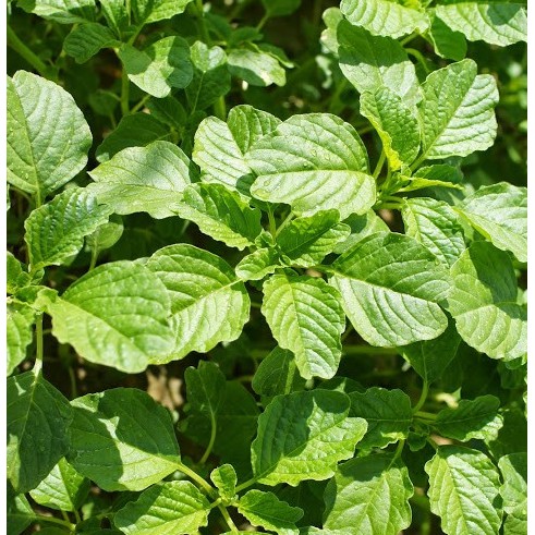 Hạt Giống Rau Dền Xanh Lá Tròn