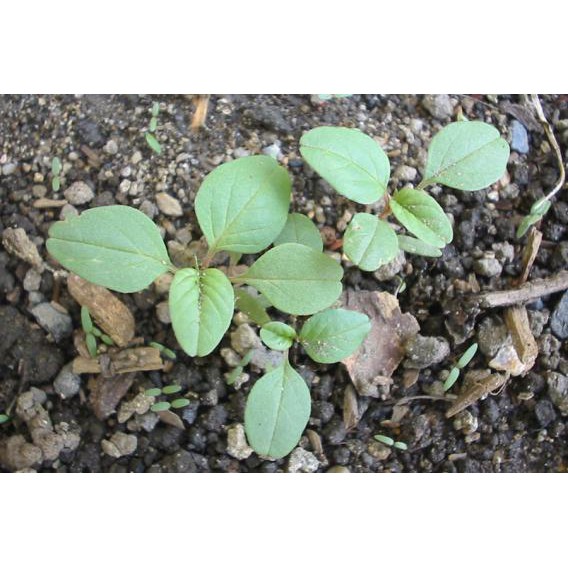 Hạt Giống Rau Dền Xanh Lá Tròn