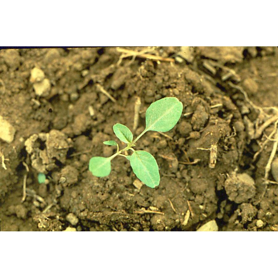 Hạt Giống Rau Dền Xanh Lá Tròn