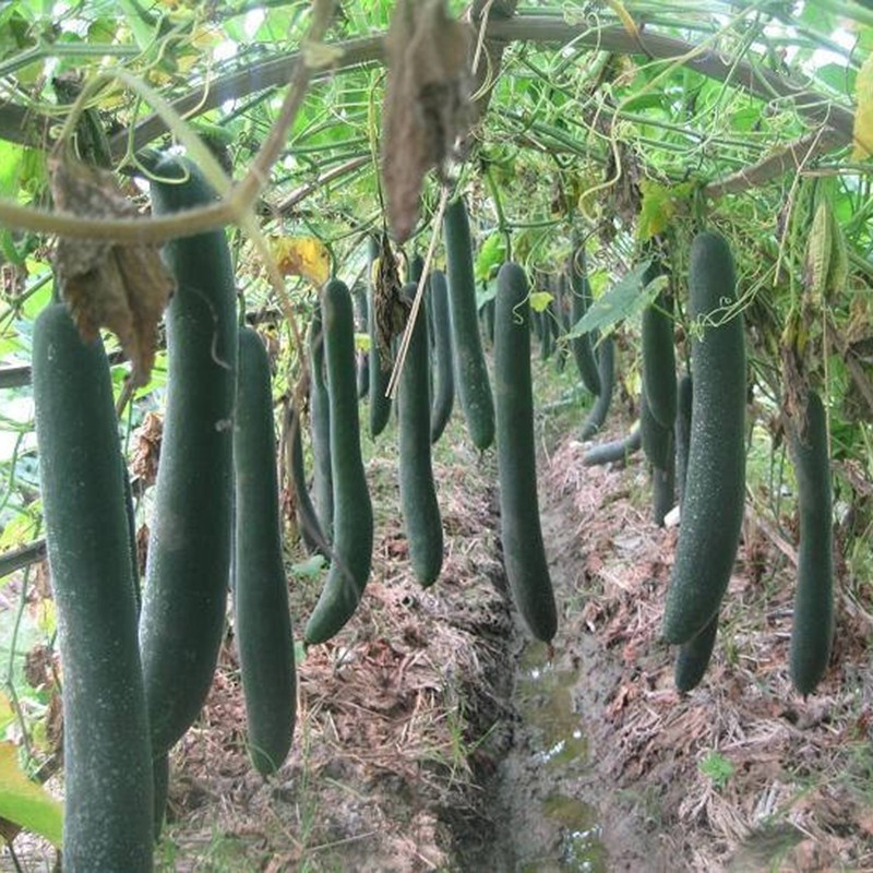 Hạt Giống Bí Sặt 500Mg