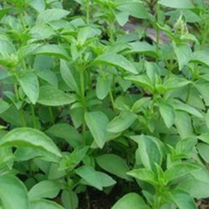 Hạt Giống Rau Thơm Sả (Hạt É Trắng) 1G