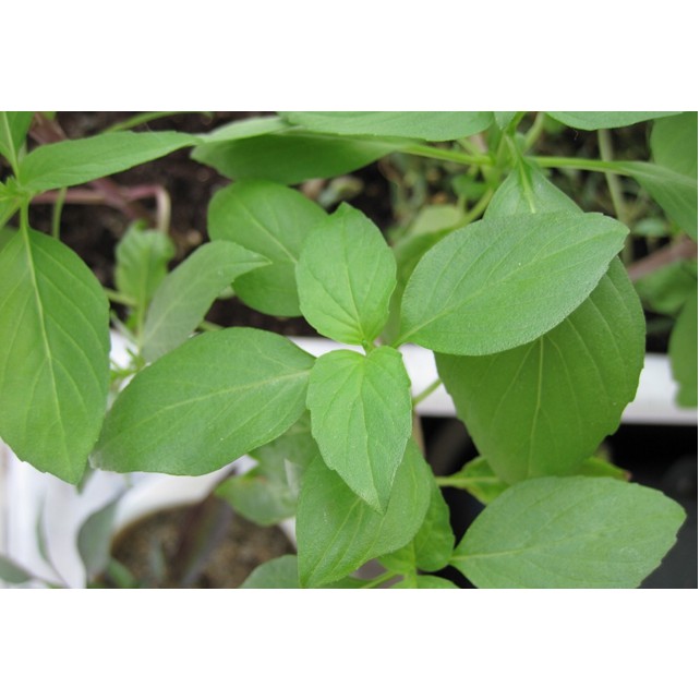 Hạt Giống Rau Thơm Sả (Hạt É Trắng) 1G