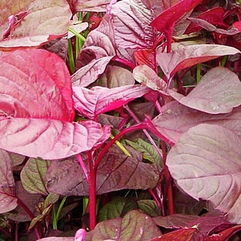 Hạt Giống Rau Dền Đỏ