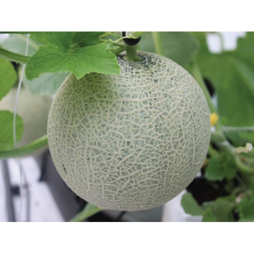 Hạt Giống Dưa Lưới Gói 10 Hạt Độ Đường Cao, Đặc Ruột