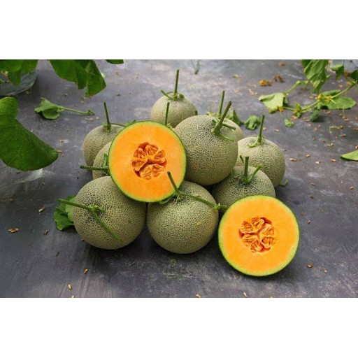 Hạt Giống Dưa Lưới Gói 10 Hạt Độ Đường Cao, Đặc Ruột