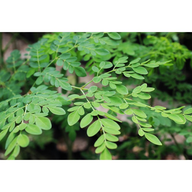 Hạt Giống Chùm Ngây 2G