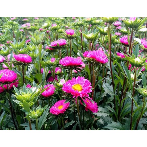 Hạt Giống Hoa Cúc Đà Lạt 5G