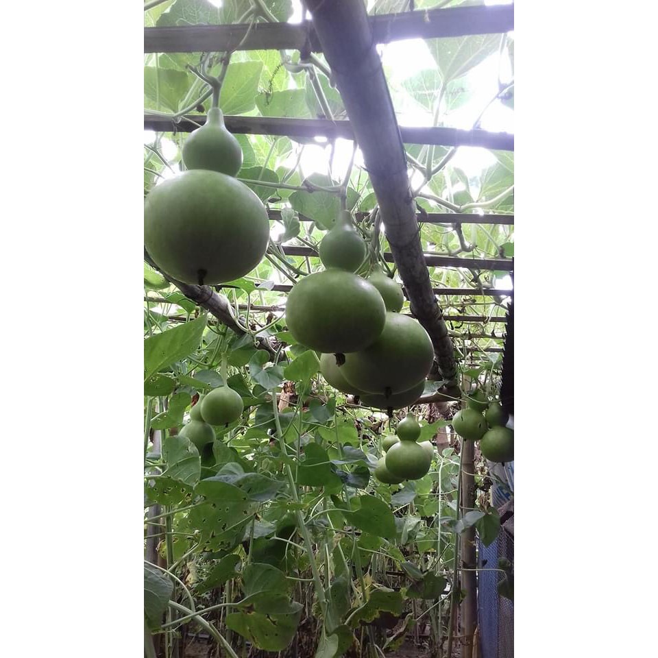 Hạt Giống Bầu Hồ Lô 1G