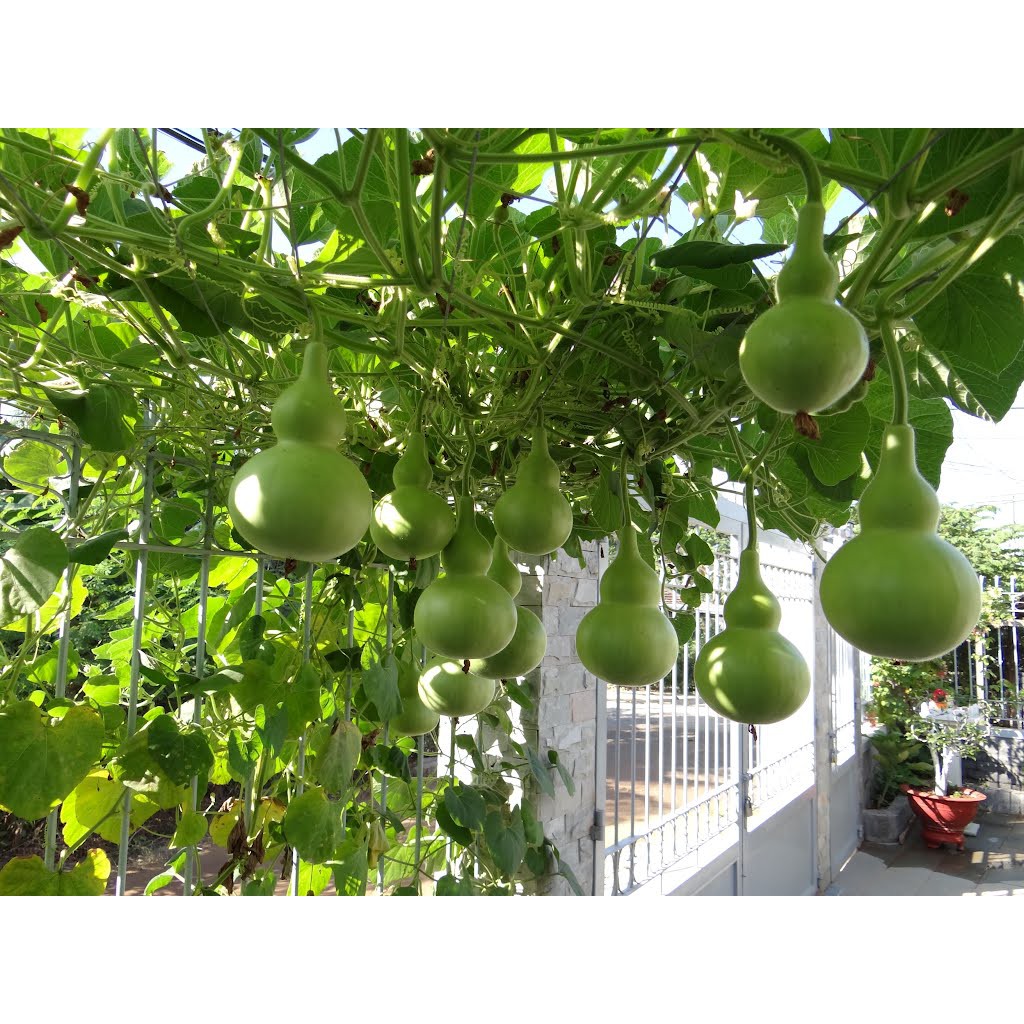 Hạt Giống Bầu Hồ Lô 1G
