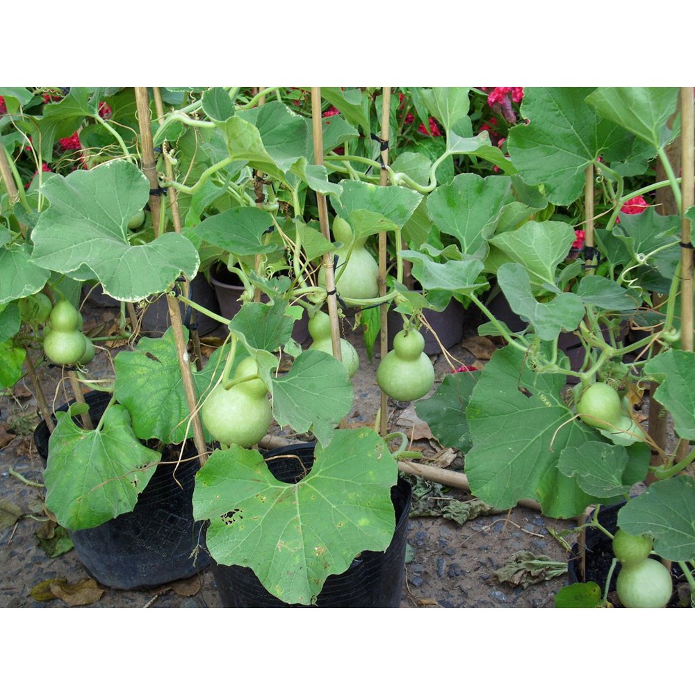 Hạt Giống Bầu Hồ Lô 1G
