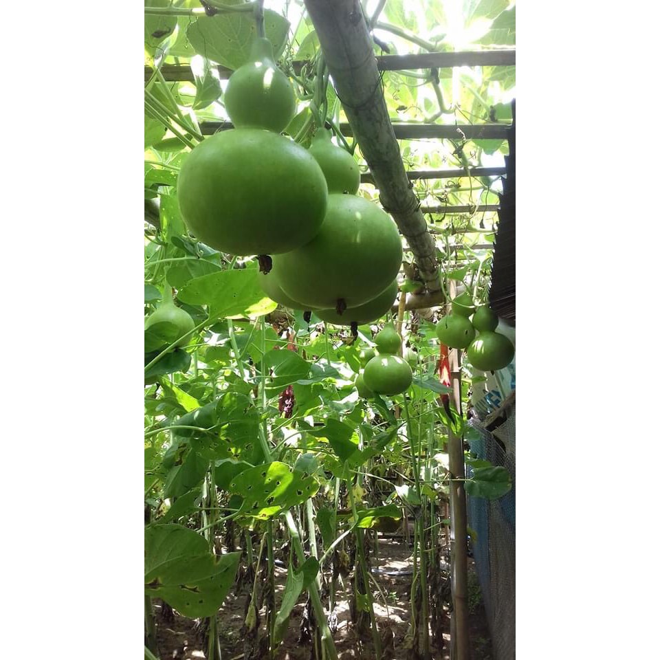 Hạt Giống Bầu Hồ Lô 1G