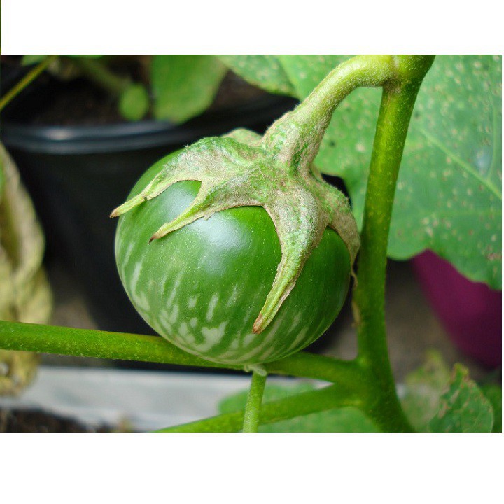 Hạt Giống Cà Dĩa Cao Sản 500Mg