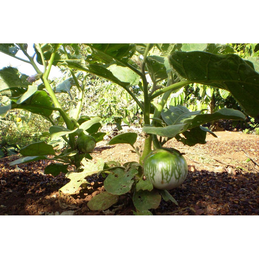 Hạt Giống Cà Dĩa Cao Sản 500Mg