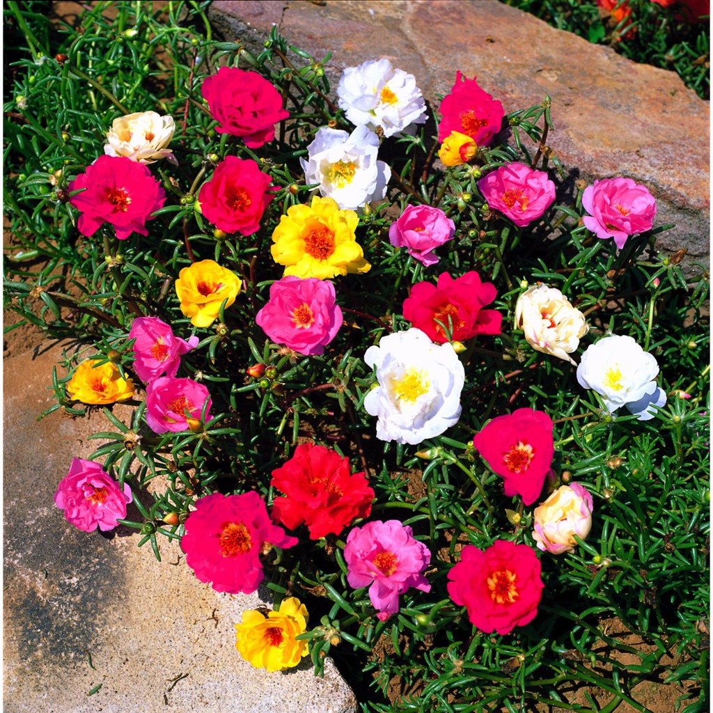 Hạt Giống Hoa Mười Giờ Mix 500Mg