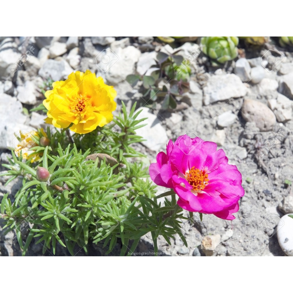 Hạt Giống Hoa Mười Giờ Mix 500Mg