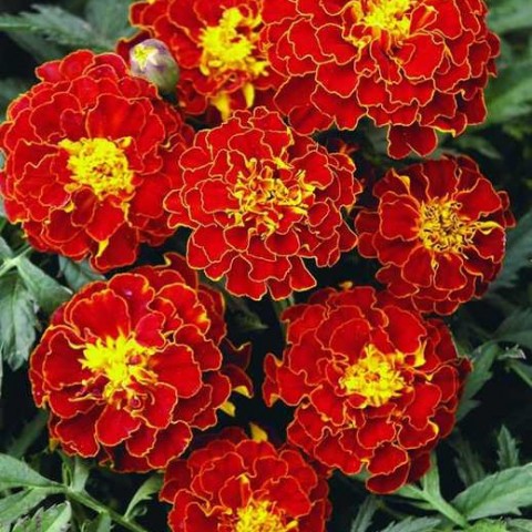 Hạt Giống Hoa Vạn Thọ Pháp 1G