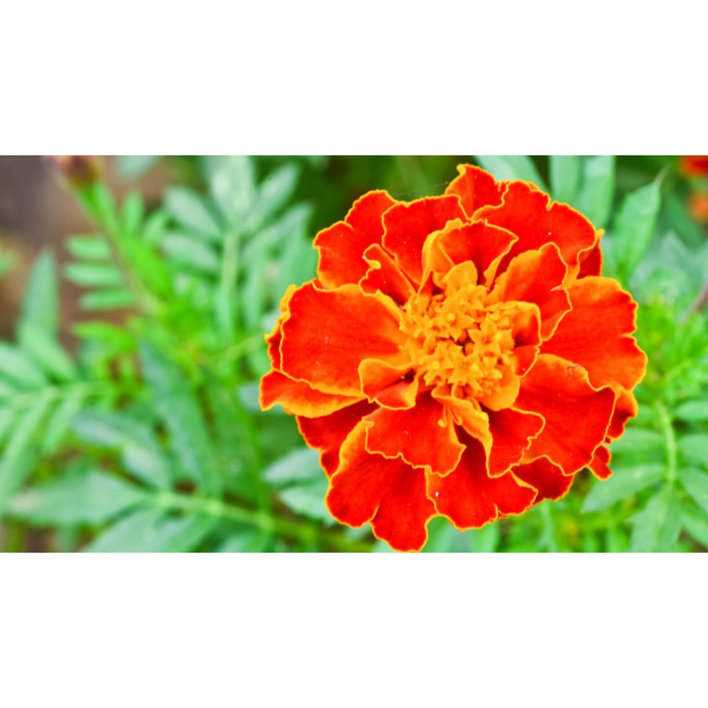 Hạt Giống Hoa Vạn Thọ Pháp 1G