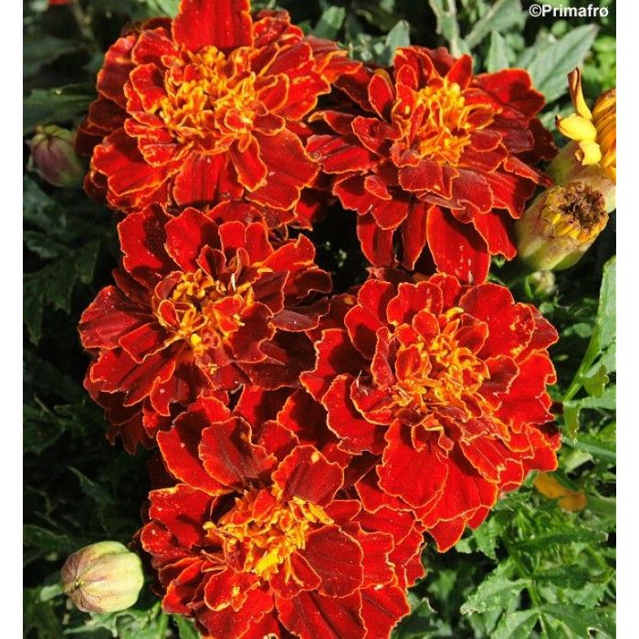 Hạt Giống Hoa Vạn Thọ Pháp 1G