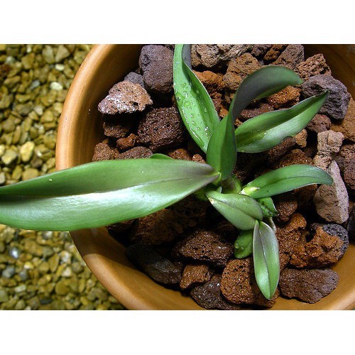 Giá Thể Trồng Lan Cây Hoa Kiểng Vỏ Thông- Đá Bọt 2Dm3