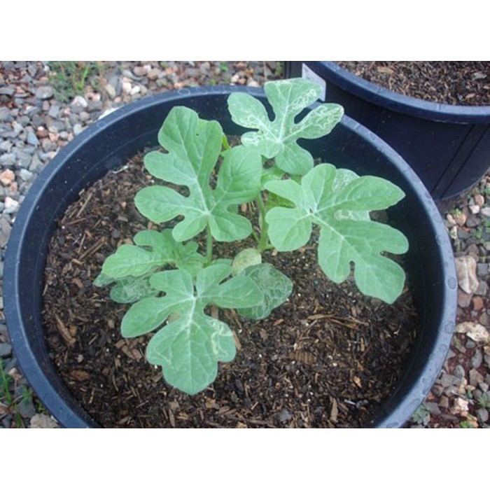 Hạt Giống Dưa Hấu Nụ 3G