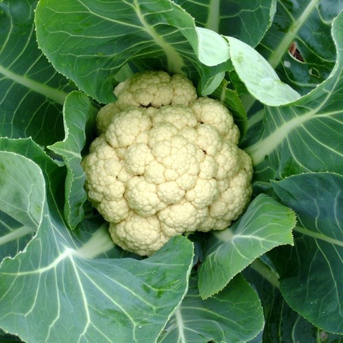 Hạt Giống Cải Bông Trắng F1 (Súp Lơ Trắng) 500Mg