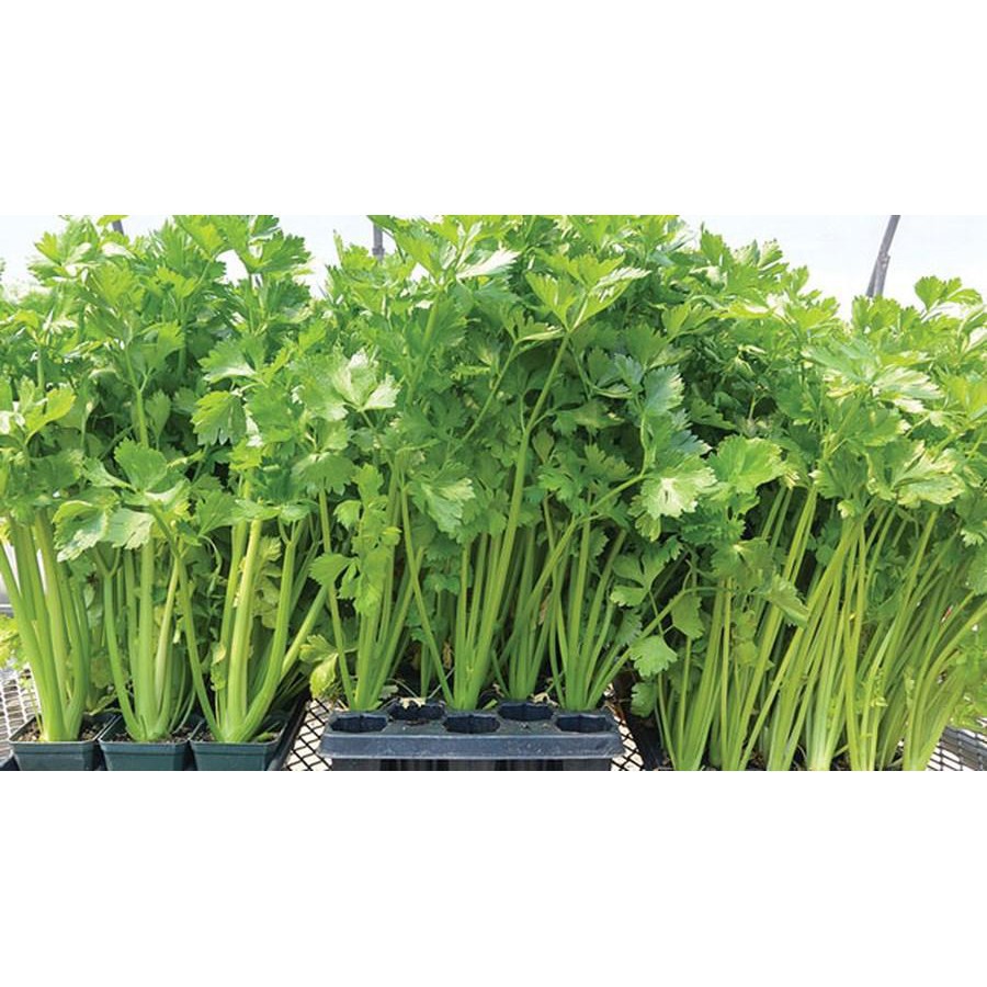 Hạt Giống Cần Cọng Xanh 5G