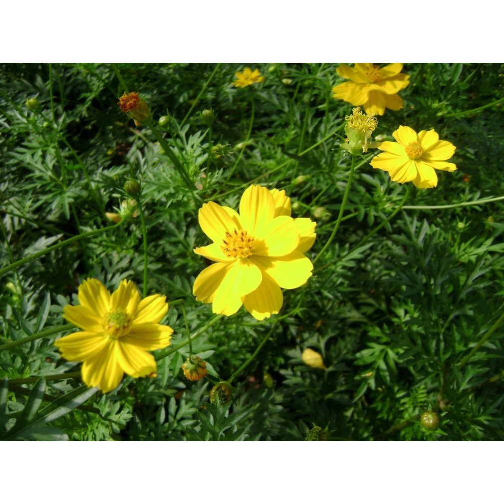 Hạt Giống Hoa Sao Nhái Vàng Kép Lùn 20H