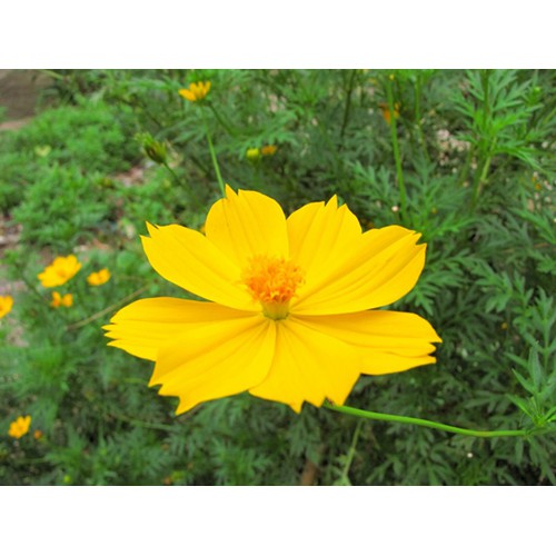 Hạt Giống Hoa Sao Nhái Vàng Kép Lùn 20H