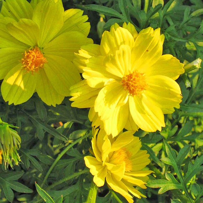 Hạt Giống Hoa Sao Nhái Vàng Kép Lùn 20H