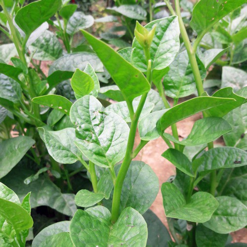 Hạt Giống Rau Mồng Tơi Hạt To Trồng Ngắn Ngày