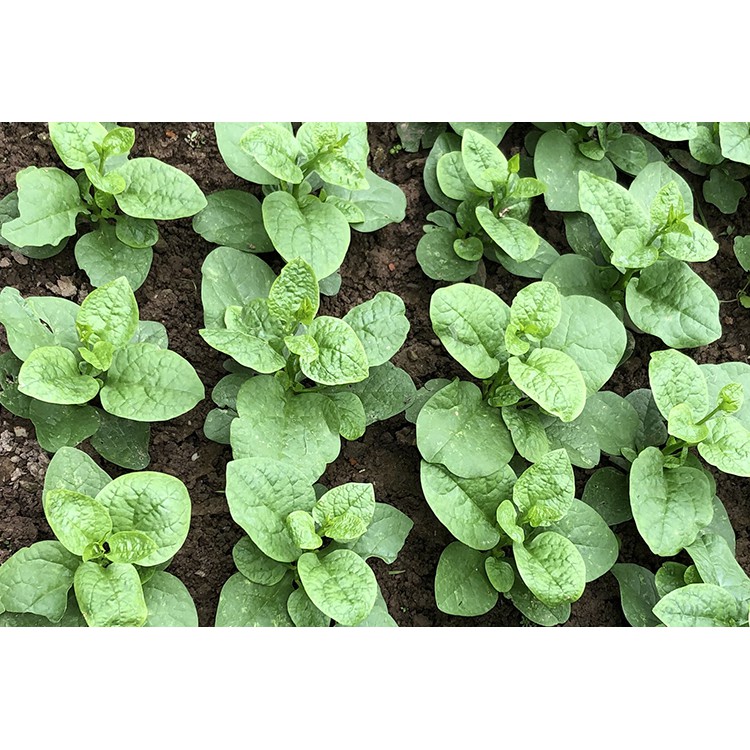 Hạt Giống Rau Mồng Tơi Hạt To Trồng Ngắn Ngày