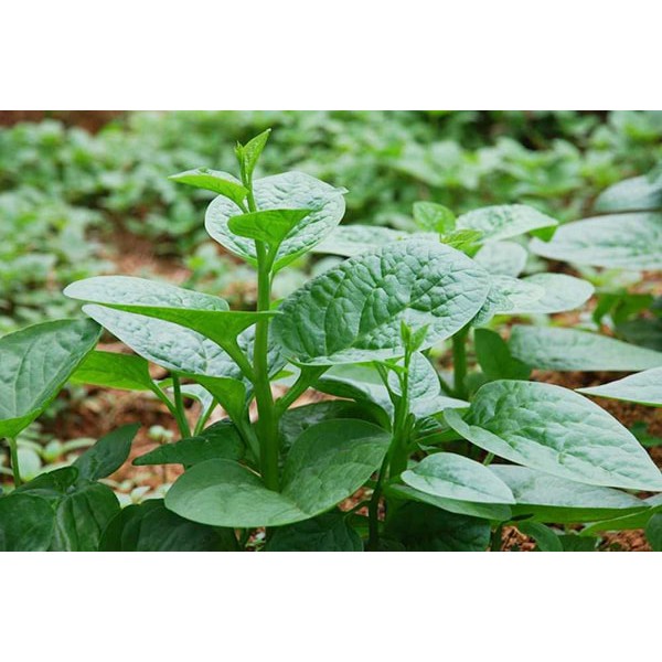 Hạt Giống Rau Mồng Tơi Hạt To Trồng Ngắn Ngày