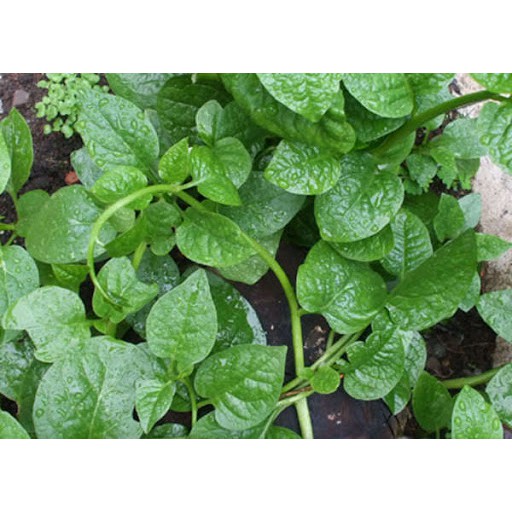 Hạt Giống Rau Mồng Tơi Hạt To Trồng Ngắn Ngày